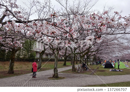 東京多摩市鶴卷市寶之公園，櫻花盛開，人們正在欣賞。 137266707