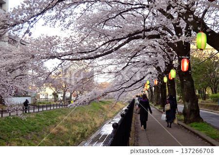 東京多摩市多摩中心車站附近古田川兩岸櫻花盛開。 137266708