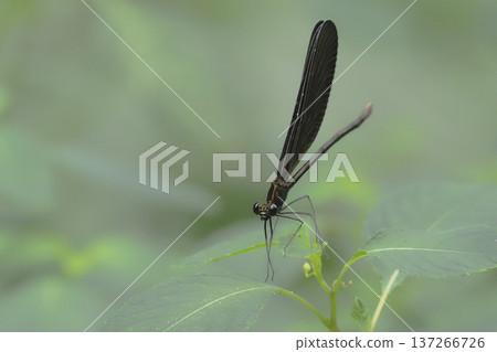 Hagro Dragonfly (female) 137266726