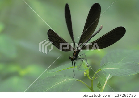 Hagro Dragonfly (female) Hagro Dragonfly (female) 137266759