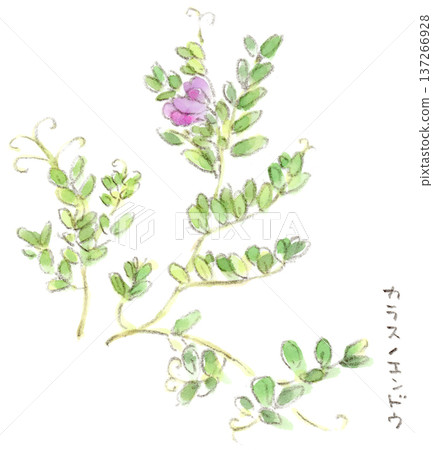 Watercolor illustration of early spring to spring plant, reddish purple flower of vetch 137266928