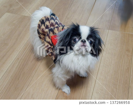 Cute pet portrait of a dressed Japanese Chin looking up 137266958