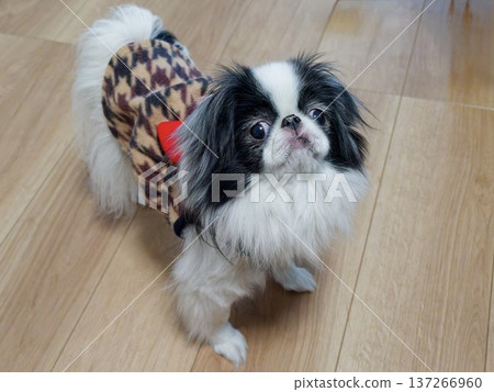 Cute pet portrait of a dressed Japanese Chin looking up Cute pet portrait of a dressed Japanese Chin looking up 137266960