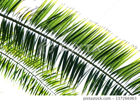 棕櫚（椰子）樹－在熱帶地區，用於食品、飲料、藥物、纖維、屋頂材料/資源植物。 137266963