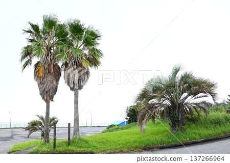 棕櫚（椰子）樹－在熱帶地區，用於食品、飲料、藥物、纖維、屋頂材料/資源植物。 137266964