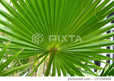 Palm (coconut) tree - in tropical regions, used for food, drink, medicine, fiber, roofing material/resource plant Palm (coconut) tree - in tropical regions, used for food, drink, medicine, fiber, roofing material/resource plant 137266966