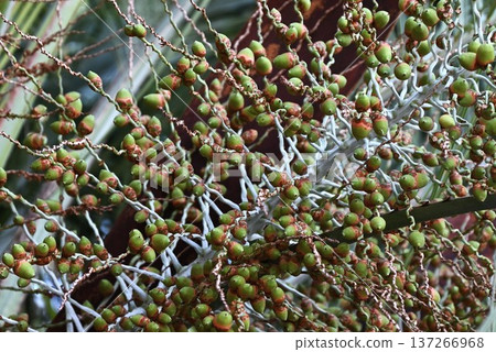 Palm (coconut) tree - in tropical regions, used for food, drink, medicine, fiber, roofing material/resource plant Palm (coconut) tree - in tropical regions, used for food, drink, medicine, fiber, roofing material/resource plant 137266968