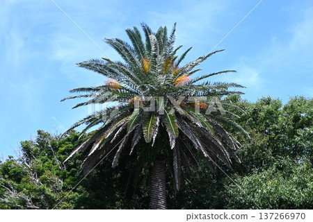 Palm (coconut) tree - in tropical regions, used for food, drink, medicine, fiber, roofing material/resource plant Palm (coconut) tree - in tropical regions, used for food, drink, medicine, fiber, roofing material/resource plant 137266970