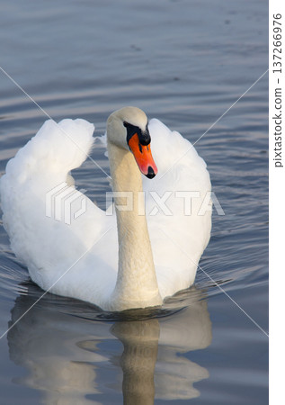 疣鼻天鵝越冬 137266976