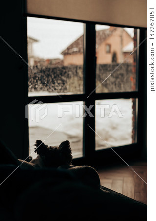 Silhouette of a small dog looking out of a window at a snowy garden. Lifestyle photography of loyalty and solitude pet, domestic animal, lapdog pet. Silhouette of a small dog looking out of a window at a snowy garden. Lifestyle photography of loyalty and solitude pet, domestic animal, lapdog pet. 137267051