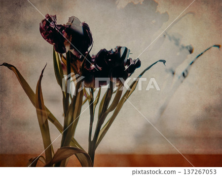 Conceptual abstract art featuring dark tulips with double exposure and warp distortion. Evoking a sense of altered reality, nostalgia, and creative energy. High-quality artistic floral background. 137267053