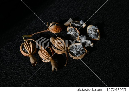 Shell ginger (Alpinia speciosa) fruits and seeds, a tropical medicinal plant with antibacterial and antiseptic properties and polyphenol content Shell ginger (Alpinia speciosa) fruits and seeds, a tropical medicinal plant with antibacterial and antiseptic properties and polyphenol content 137267055