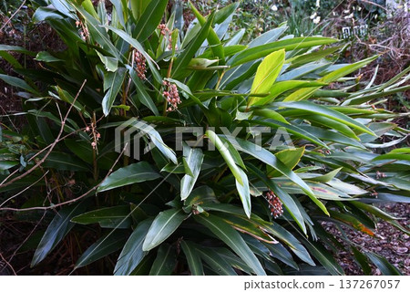 薑科植物（Alpinia speciosa）的果實和種子，是一種具有抗菌、防腐特性和多酚含量的熱帶藥用植物。 137267057