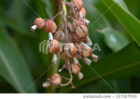 薑科植物（Alpinia speciosa）的果實和種子，是一種具有抗菌、防腐特性和多酚含量的熱帶藥用植物。 137267059