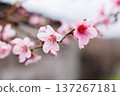 Close-up of pink cherry blossoms on a branch with blurred background 137267181