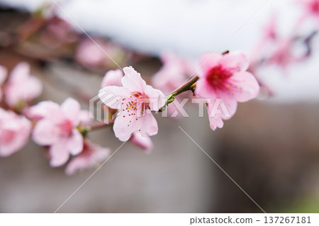 Close-up of pink cherry blossoms on a branch with blurred background 137267181