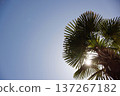 Palm Tree Leaves Against Clear Blue Sky with Sunlight 137267182