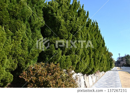 Kaizukai hedge - Resistant to air pollution and pruning, used as a roadside tree or hedge Kaizukai hedge - Resistant to air pollution and pruning, used as a roadside tree or hedge 137267231