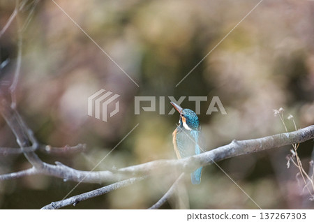 Kingfisher 137267303