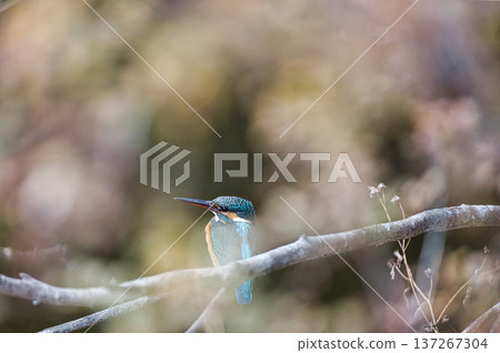 Kingfisher Kingfisher 137267304