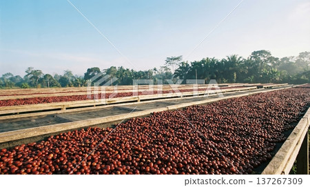 Coffee cherries drying on raised beds under clear sky with distant trees Coffee cherries drying on raised beds under clear sky with distant trees 137267309
