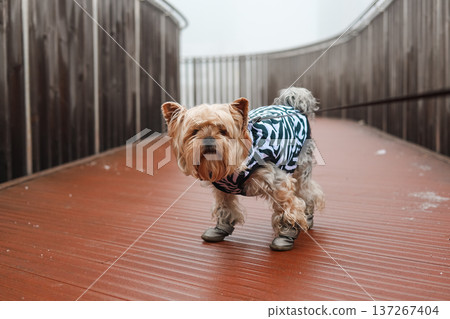 Cute Yorkshire Terrier in a zebra jacket and boots on a wooden bridge in fog. Minimalist urban lifestyle portrait of a pet in winter clothes. Cute Yorkshire Terrier in a zebra jacket and boots on a wooden bridge in fog. Minimalist urban lifestyle portrait of a pet in winter clothes. 137267404