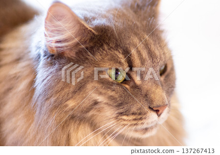 Cat with fearless face Cat with fearless face 137267413