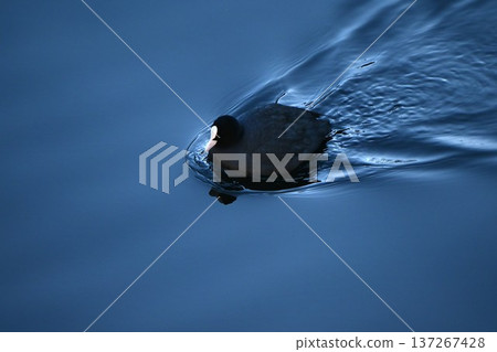 白骨頂雞和大白鷺 137267428