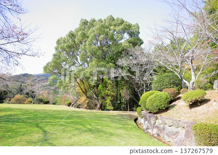 Refreshing camphor tree leaves Refreshing camphor tree leaves 137267579