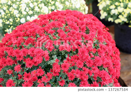 菊花展：小型菊花、盆栽植物 137267584