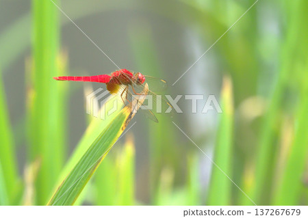 Shoujo dragonfly (male) 137267679