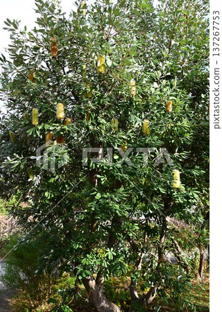 班克木，一種原產於澳洲的樹木/蜜源植物 137267753