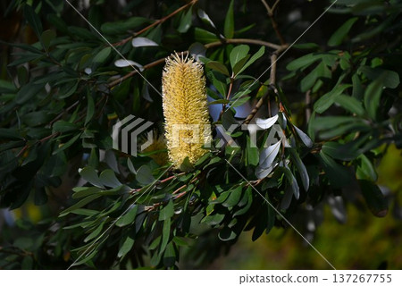 Banksia, a tree native to Australia/a nectar source 137267755