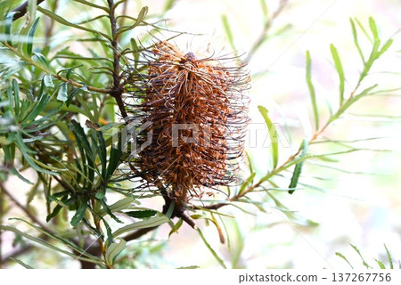 Banksia, a tree native to Australia/a nectar source 137267756
