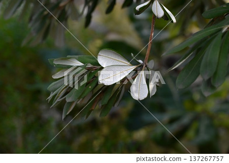 班克木，一種原產於澳洲的樹木/蜜源植物 137267757
