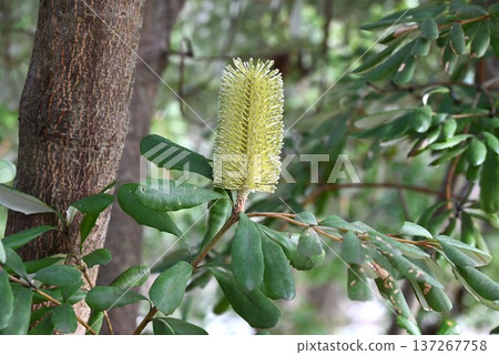 Banksia, a tree native to Australia/a nectar source 137267758