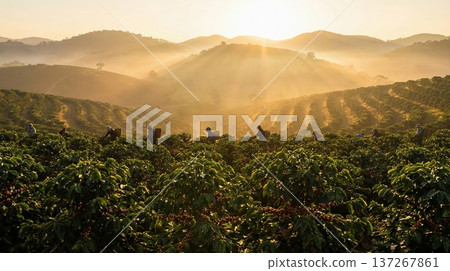 Sunrise Over Agricultural Fields With Workers Harvesting Among Lush Green Plants 137267861