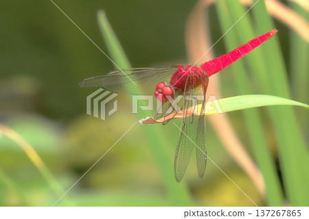 Shoujo dragonfly (male) Shoujo dragonfly (male) 137267865