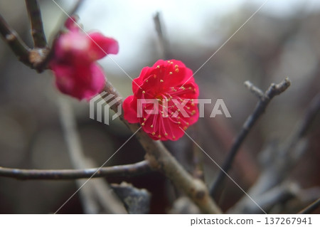 紅色先驅之春 137267941