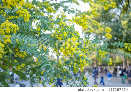 代代木公園裡盛開的黃色含羞草花 137267964