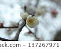 Plum blossoms telling the arrival of spring 137267971