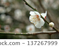 white plum blossom 137267999