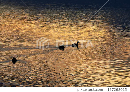 Mallards near water: Males have green heads and females are brown Mallards near water: Males have green heads and females are brown 137268015