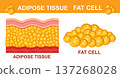 Adipose tissue, fat cell, skin layer anatomy structure. Human body lipid fatty epidermis. Weight loss, adiposity overweight. Cellulite, wrinkle medical treatment. Diet food. Healthy metabolism. Vector 137268028