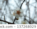 White plum blossoms heralding spring 137268029