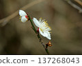 Spring plum plum 137268043