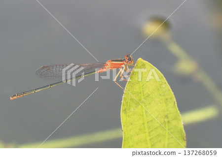 Isomeleria senegalensis(雌性,未成熟,異染色質) Isomeleria senegalensis(雌性,未成熟,異染色質) 137268059