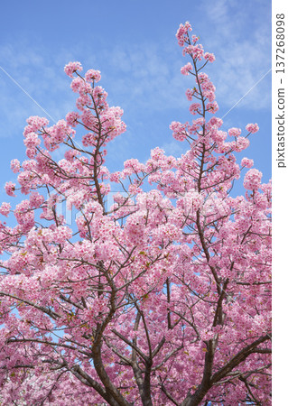 Kawazu cherry blossoms in full bloom in Tokyo Kawazu cherry blossoms in full bloom in Tokyo 137268098