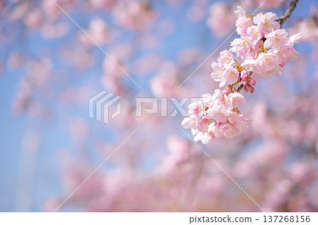 Okanzakura heralds the arrival of spring 137268156