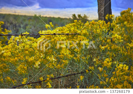 Yellow Wildflowers and Barbed Wire Fence in Rural Eastern Sierra Landscape Yellow Wildflowers and Barbed Wire Fence in Rural Eastern Sierra Landscape 137268179